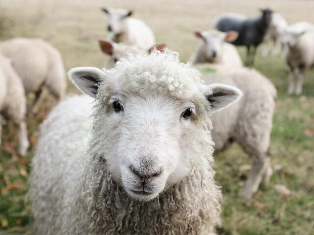 A sheep in the foreground, with the rest of the flock grazing in a field.